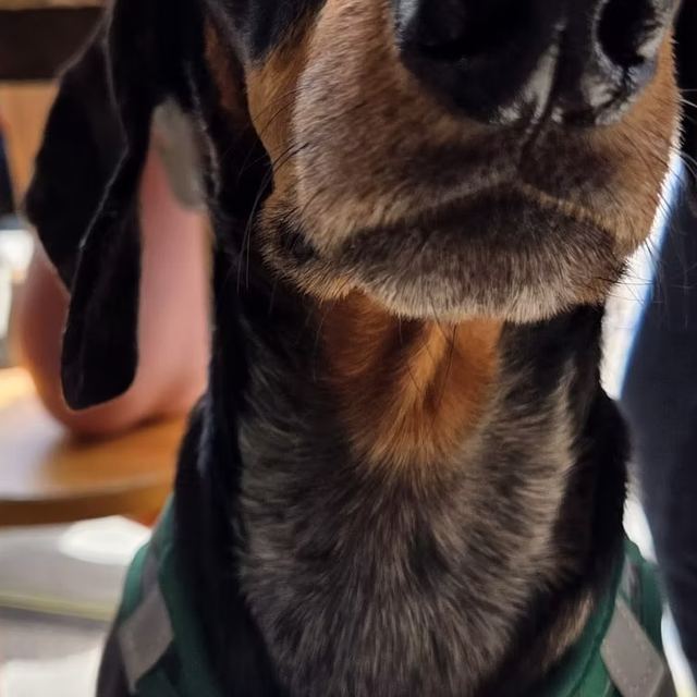 Puppycino served as dogs are always welcome at Dean Village Coffee House